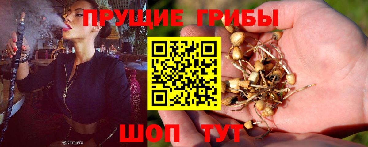 Галлюциногенные грибы Psilocybine cubensis Малгобек